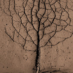 Asphalt Tree // Rasto Gallo (26"W x 40"H x 1.5"D)