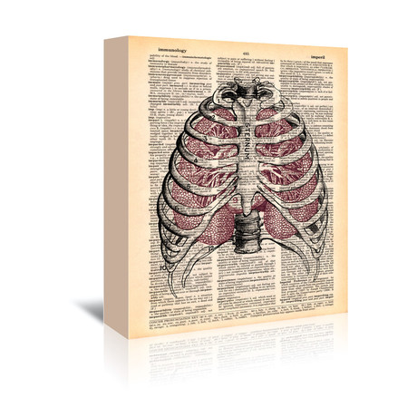 Sternum + Lungs (Paper // 11"W x 14"H)