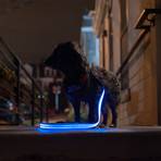 LED Lite Up Leash (Blue)