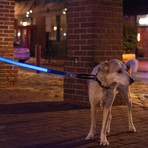 LED Lite Up Leash (Blue)