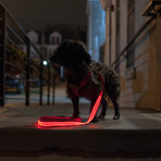 LED Lite Up Leash (Blue)