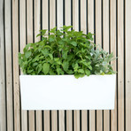 Mini Wall Planter