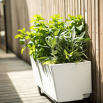 Mini Bench Planter