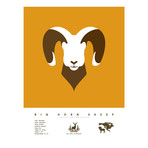 Big Horn Sheep