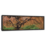 Old Maple Color (36"W x 12"D x 1.5"D)