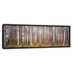 Silver birch trees in a forest, Narke, Sweden (36"W x 12"D x 1.5"D)