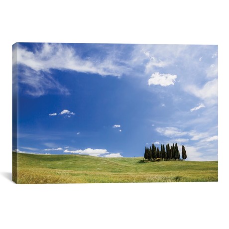 Famous Cypress Tree Grove, Val d`Orcia, Tuscany, Italy (18"W x 26"H x 0.75"D)