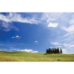 Famous Cypress Tree Grove, Val d`Orcia, Tuscany, Italy (18"W x 26"H x 0.75"D)