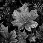 In Glacier National Park XXIII (18"W x 18"H x 0.75"D)