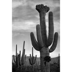 Saguaros, Saguaro National Monument by Ansel Adams (18"H x  12"W x  1.5"D)