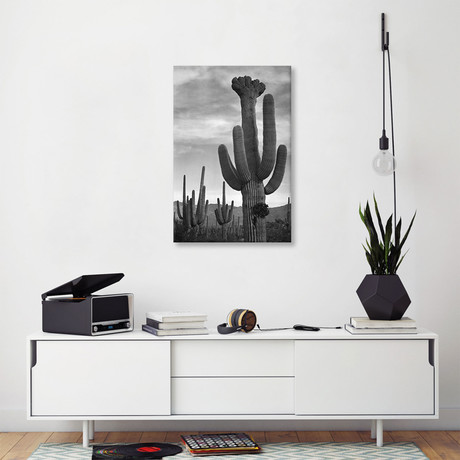 Saguaros, Saguaro National Monument by Ansel Adams (18"H x  12"W x  1.5"D)