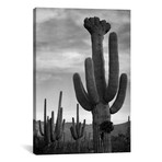 Saguaros, Saguaro National Monument by Ansel Adams (18"H x  12"W x  1.5"D)