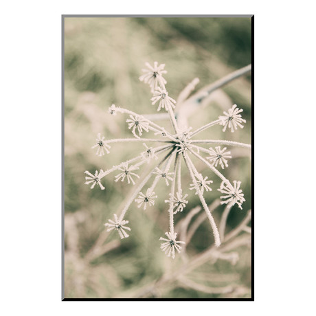 Frost Design Abstract, Warm Mid Winter Yosemite National Park (16"W x 24"H x 0.4"D)
