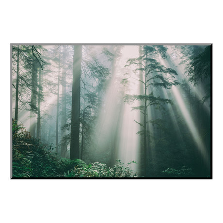 Divine Forest Light, Del Norte Coast Redwoods, Northern California (24"W x 16"H x 0.4"D)