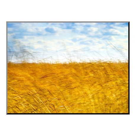 Golden Grass in the Wind (24"W x 18"H x 0.4"D)
