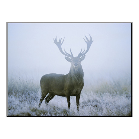 Red Deer Stag at Dawn During Rut in September, UK, Europe (24"W x 18"H x 0.4"D)