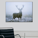 Red Deer Stag at Dawn During Rut in September, UK, Europe (24"W x 18"H x 0.4"D)