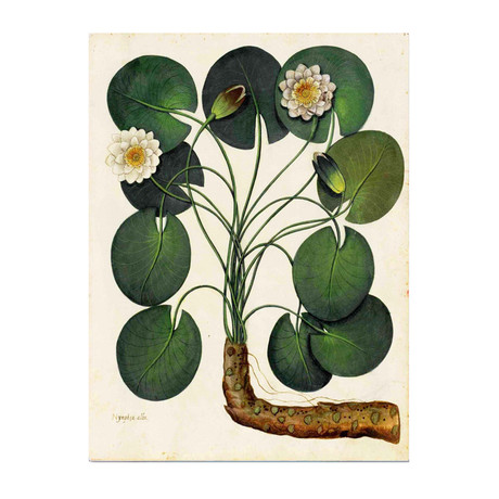 Water Lily 1900's Chart (24"W x 30"H x 3.8"D)