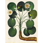 Water Lily 1900's Chart (24"W x 30"H x 3.8"D)