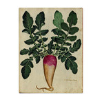 Root Turnip 1900's Chart (24"W x 30"H x 3.8"D)