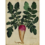 Root Turnip 1900's Chart (24"W x 30"H x 3.8"D)