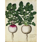 Radish 1900's Chart (24"W x 30"H x 3.8"D)