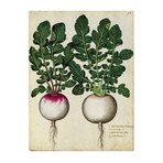 Radish 1900's Chart (24"W x 30"H x 3.8"D)