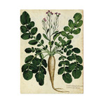 Parsnip 1900's (24"W x 30"H x 3.8"D)