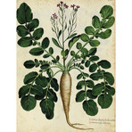 Parsnip 1900's (24"W x 30"H x 3.8"D)