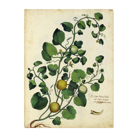 Melon Vine 1900's Chart (24"W x 30"H x 3.8"D)