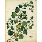 Melon Vine 1900's Chart (24"W x 30"H x 3.8"D)