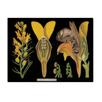 Linaria Vulgaris Chart 1890's (24"W x 30"H x 3.8"D)