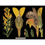 Linaria Vulgaris Chart 1890's (24"W x 30"H x 3.8"D)