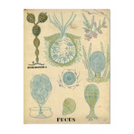 Fucus 1900's Chart (24"W x 30"H x 3.8"D)