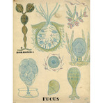 Fucus 1900's Chart (24"W x 30"H x 3.8"D)