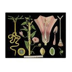 Convolvulus 1890's Chart (24"W x 30"H x 3.8"D)