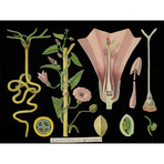 Convolvulus 1890's Chart (24"W x 30"H x 3.8"D)