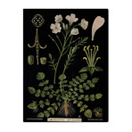 Cardamine Pratensis Chart (24"W x 30"H x 3.8"D)