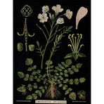 Cardamine Pratensis Chart (24"W x 30"H x 3.8"D)