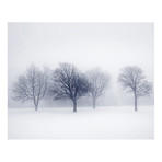 Winter Trees Wall Mural