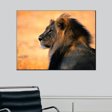 Adult Male African Lion (18"W x 24"H)