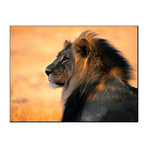 Adult Male African Lion (18"W x 24"H)