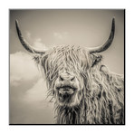 Highland Cattle (24"W x 24"H)