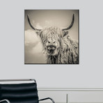 Highland Cattle (24"W x 24"H)