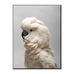 Salmon-Crested Cockatoo At The Sedgwick County Zoo, Kansas (24"W x 18"H)