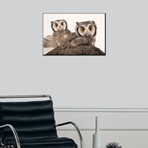 Northern White-Faced Owls, Ptilopsis Leucotis, At The Cincinnati Zoo (16"W x 24"H)