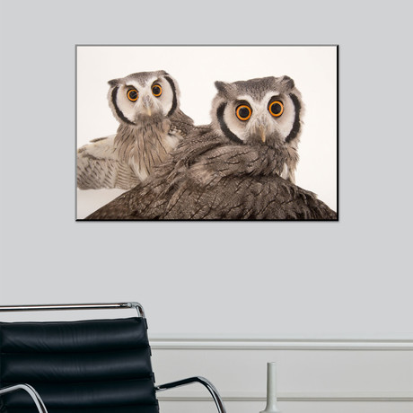 Northern White-Faced Owls, Ptilopsis Leucotis, At The Cincinnati Zoo (16"W x 24"H)