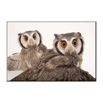 Northern White-Faced Owls, Ptilopsis Leucotis, At The Cincinnati Zoo (16"W x 24"H)