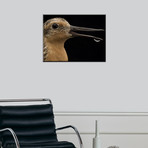 Close View Of A Red Knot Sandpiper (18"W x 24"H)