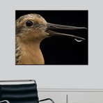 Close View Of A Red Knot Sandpiper (18"W x 24"H)